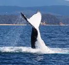 Snug Cove Bed and Breakfast - Accommodation Sunshine Coast