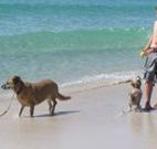 A Paradise Bungalow Waterfront - Accommodation Sunshine Coast