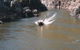 Tumbarumba Creek Caravan Park - thumb 1