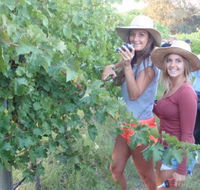McLaren Vale Backpackers - Accommodation Sunshine Coast