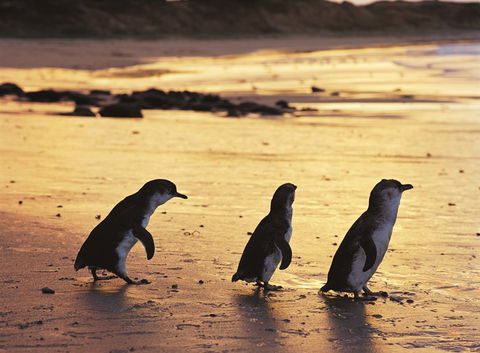Phillip Island YHA - Accommodation Sunshine Coast 7
