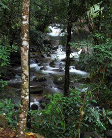 Daintree Secrets Waterfall Sanctuary - Accommodation Sunshine Coast 1
