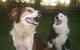Brockhurst Farm Accommodation / Wedding Venue - thumb 1
