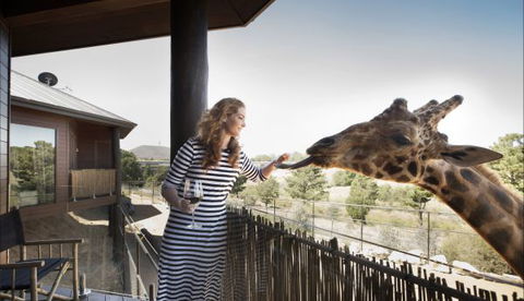 Jamala Wildlife Lodge - Accommodation Sunshine Coast 8