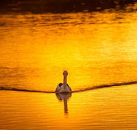 River Shack Rentals - Living the Dream - Accommodation Sunshine Coast