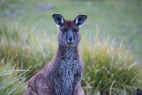 Postmans Cottage - Flinders Chase National Park - Accommodation Sunshine Coast 4