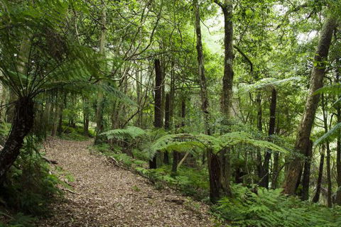 The Jungle Lodge, Blue Mountains Botanic Gardens - Accommodation Sunshine Coast 7