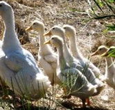 Duck Duck Goose Bed and Breakfast - Accommodation Sunshine Coast