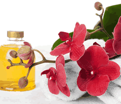 Sunny Hill Retreat Accommodation & Day Spa - Accommodation Sunshine Coast 0