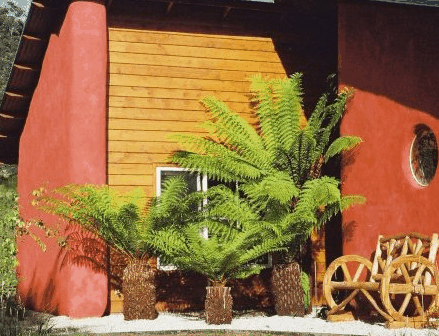 Whispering Spirit Cottage & Miniature Pony Stud - Accommodation Sunshine Coast 0