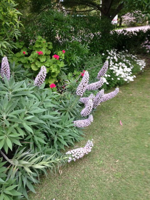 Padthaway Caravan Park - Accommodation Sunshine Coast 2