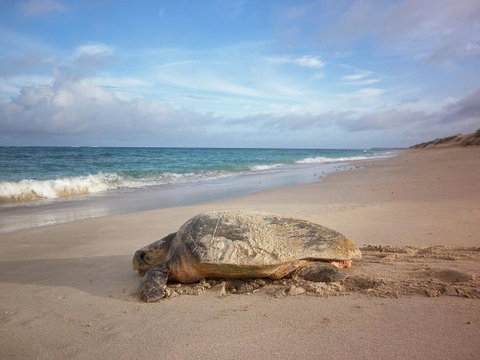 Gnaraloo Station - Accommodation Sunshine Coast 9