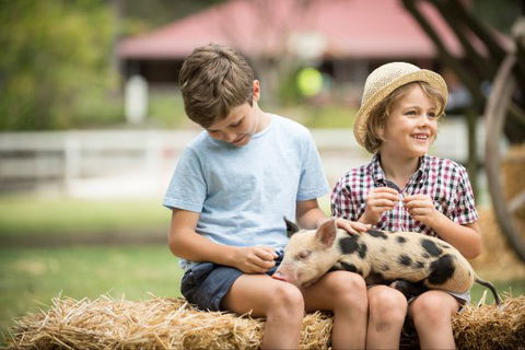 Paradise Country Farmstay - Accommodation Sunshine Coast 8