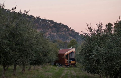 Shacky In The Olive Grove - Accommodation Sunshine Coast 0