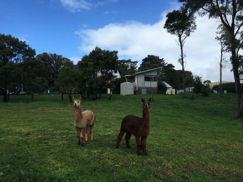 The Old Drik Drik Schoolhouse Retreat - Accommodation Sunshine Coast 5