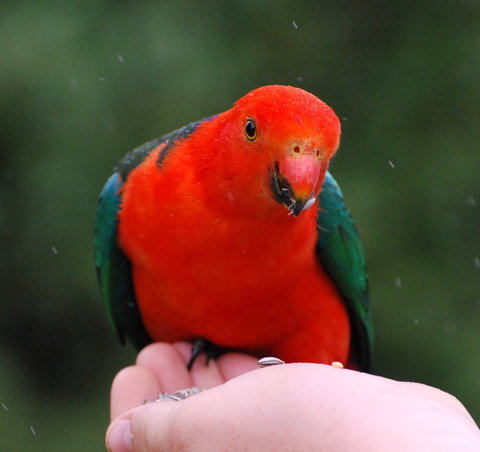 Bellthorpe Stays - Nature's Retreat - Accommodation Sunshine Coast 1