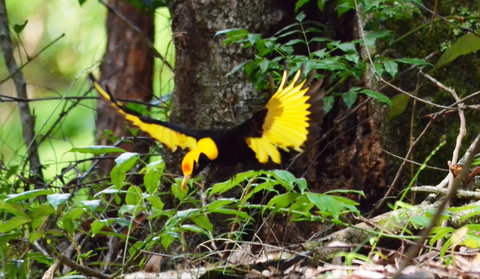 Bellthorpe Stays - Nature's Retreat - Accommodation Sunshine Coast 4