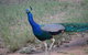 Goat Rock Camping Ground And Tourist Park - thumb 9