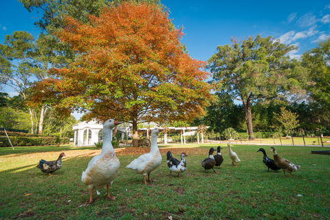 Kalinya Estate - Accommodation Sunshine Coast 8