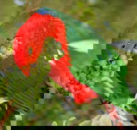 Peacock Creek campground - Accommodation Sunshine Coast