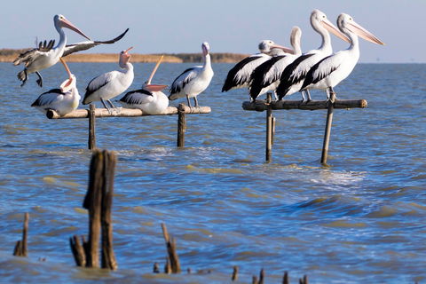 Pelican Perch Retreat - Accommodation Sunshine Coast 0