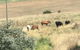 South Hill Heritage Estate Goulburn - thumb 6