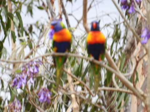 Twilight Grove Farm Bed And Breakfast - Accommodation Sunshine Coast 0