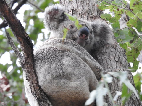 Twilight Grove Farm Bed And Breakfast - Accommodation Sunshine Coast 1
