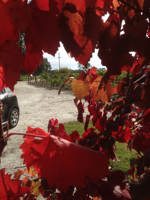 Under The Vines - Accommodation Sunshine Coast 0