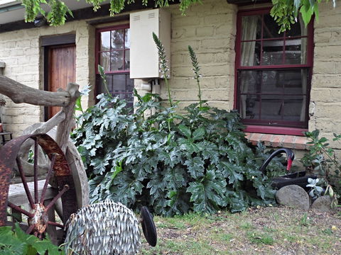 Woolly Butt Bungalow - Accommodation Sunshine Coast 2