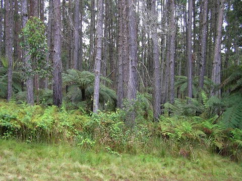 Daisy Plains Huts - Accommodation Sunshine Coast 1