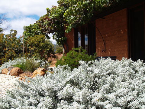 Kangaroos In The Top Paddock - Accommodation Sunshine Coast 0