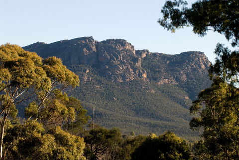 Kangaroos In The Top Paddock - Accommodation Sunshine Coast 2