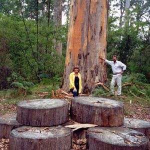 Northcliffe Bibbulmun Break Motel - Accommodation Sunshine Coast 4