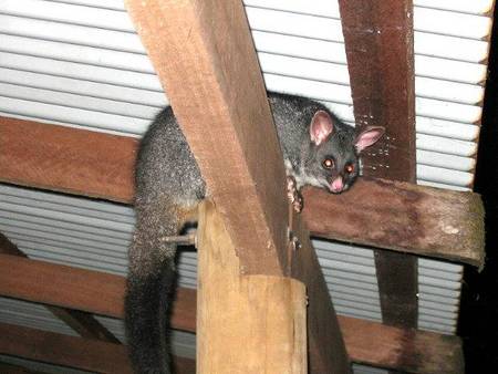Pemberton  Forrest Cottages  - Accommodation Sunshine Coast 0