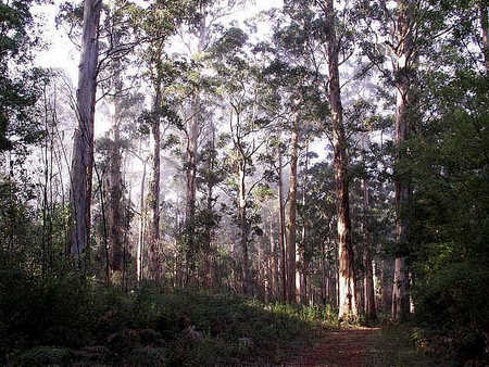 Pemberton  Forrest Cottages  - Accommodation Sunshine Coast 1