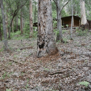 Pemberton  Forrest Cottages  - Accommodation Sunshine Coast 2