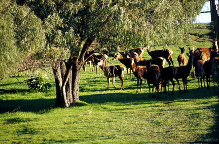 Caves Road Chalets - Accommodation Sunshine Coast 2