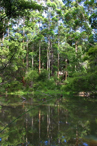 Peppermint Grove Retreat - Accommodation Sunshine Coast 0