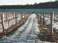 Treen Ridge Vineyard Accommodation - Accommodation Sunshine Coast 1