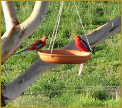 Henlie Park Bed & Breakfast - Accommodation Sunshine Coast 3