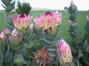Stargazers - Accommodation Sunshine Coast 3