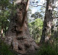 Valley of the Giants Cottage - Accommodation Sunshine Coast