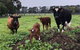 Torquay Farmstay Studio Truck - thumb 2
