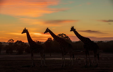 Zoofari Lodge, Taronga Western Plains Zoo Dubbo - Accommodation Sunshine Coast 1
