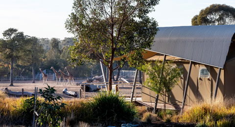 Zoofari Lodge, Taronga Western Plains Zoo Dubbo - Accommodation Sunshine Coast 2