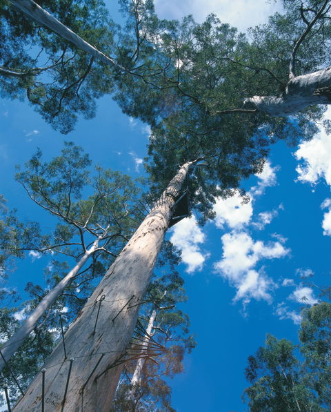 Drafty's Camp At Warren National Park - Accommodation Sunshine Coast 2