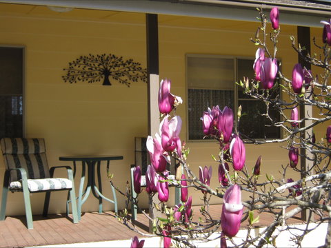 Figtree Cottage - Accommodation Sunshine Coast 1