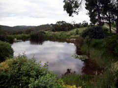 Carolins Organic Farm - Accommodation Sunshine Coast 1
