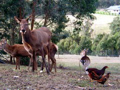 Carolins Organic Farm - Accommodation Sunshine Coast 4